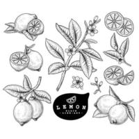 Vector Sketch Lemon Citrus fruit Hand Drawn Botanical decorative set