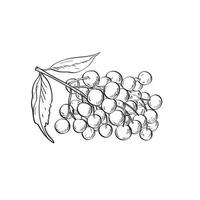 fruto de saúco saúco o sambucus dibujo lineal en blanco y negro vector