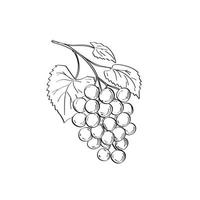 fruto de uvas muscadine o vitis rotundifolia una especie de vid dibujo en blanco y negro vector
