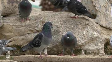 les pigeons mâles se battent pour les droits du harem video