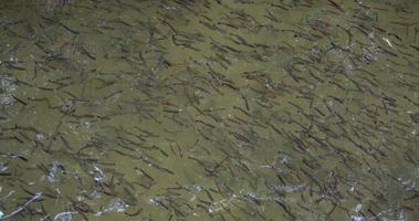vissen zwemmen in het viskwekerijbad video