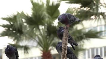 piccione seduto su un palo