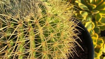 Prickly Small Cactus video