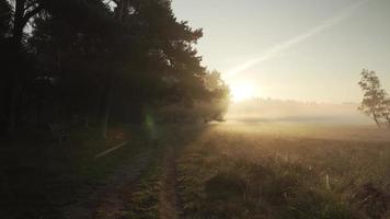 A dark path next to a open field covered in morning fog video