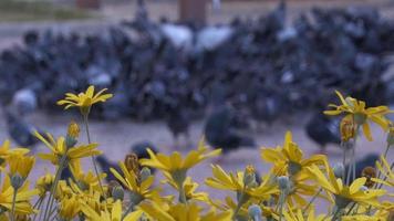 vogels vliegen achter gele herfstbloemen in slow motion video