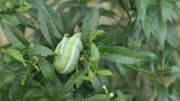 Gros plan de la chenille daphnis nerii rampant video