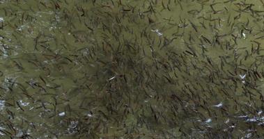 Trout Flocks In The Rearing Pond
