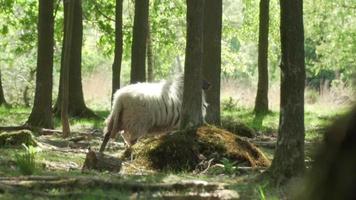 A sheep walks between the trees into the forest video