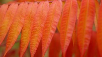 Colorful foliage swaying in the wind video