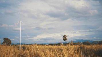 Orange grass with breeze video