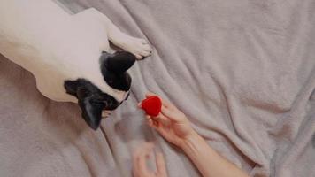 Man Shows His Dog a Wedding Ring video