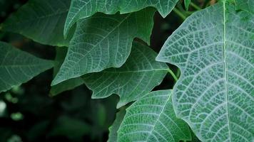 Close up of poinsettia tree leaves video