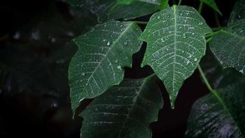 Extreme close up de feuilles de poinsettia avec des gouttes de pluie video