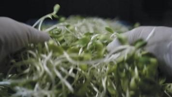 Drying of sunflower sprout after cutting. video