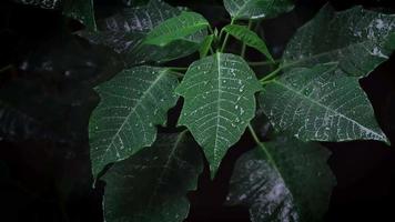 Poinsettia tree leaves with rain video