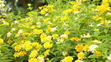 trädgård med gula blommor video
