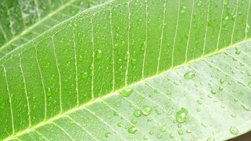 Raindrops on leaf video