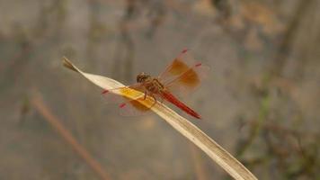 libellula seduta su una foglia secca video