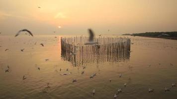gaivotas ao pôr do sol video