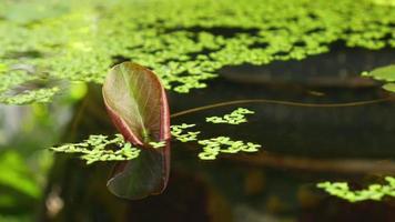 Pond in daylight video