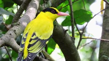 pájaro amarillo en el bosque. video