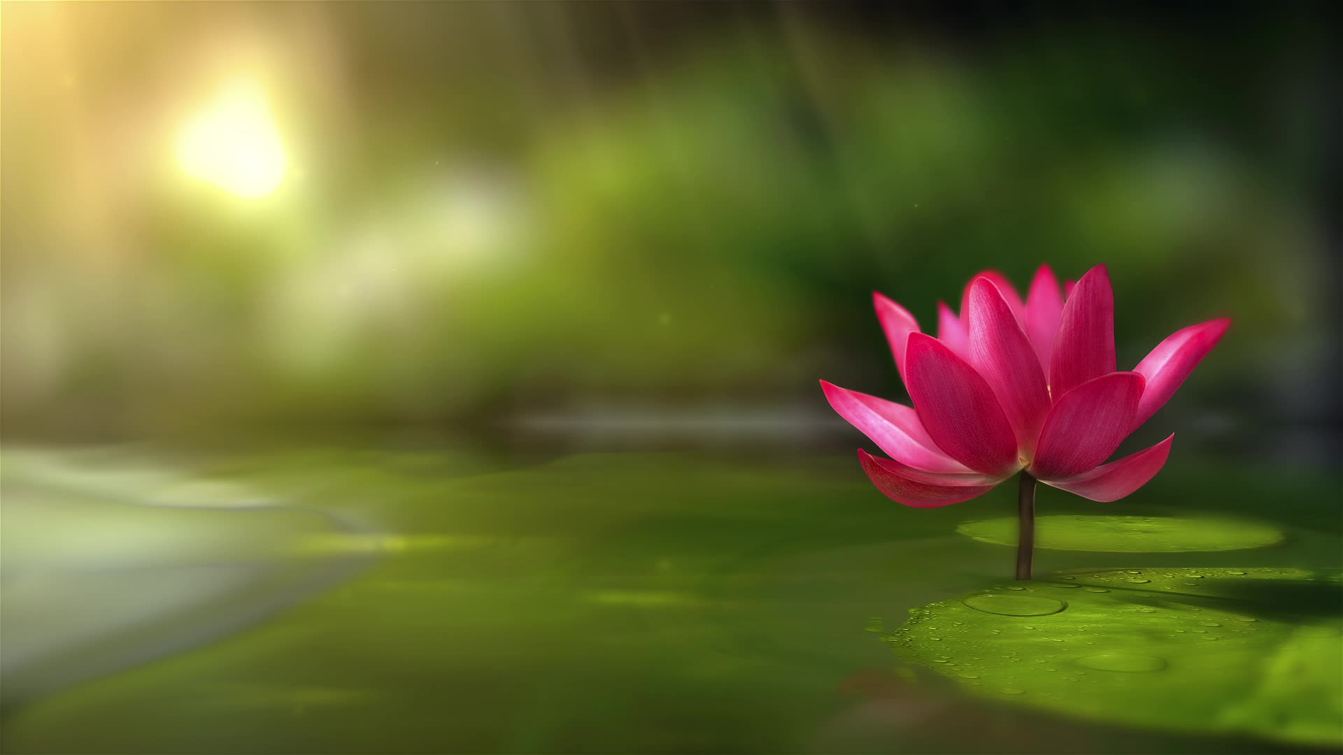 Beautiful lotus background 2015683 Stock Video at Vecteezy