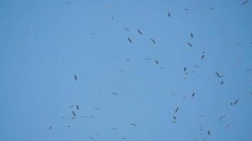 le cicogne volano nel cielo blu video