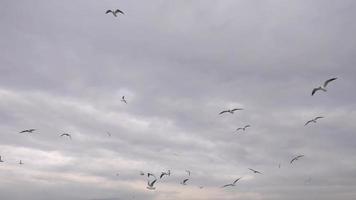 Seagulls on a Cloudy Sky video