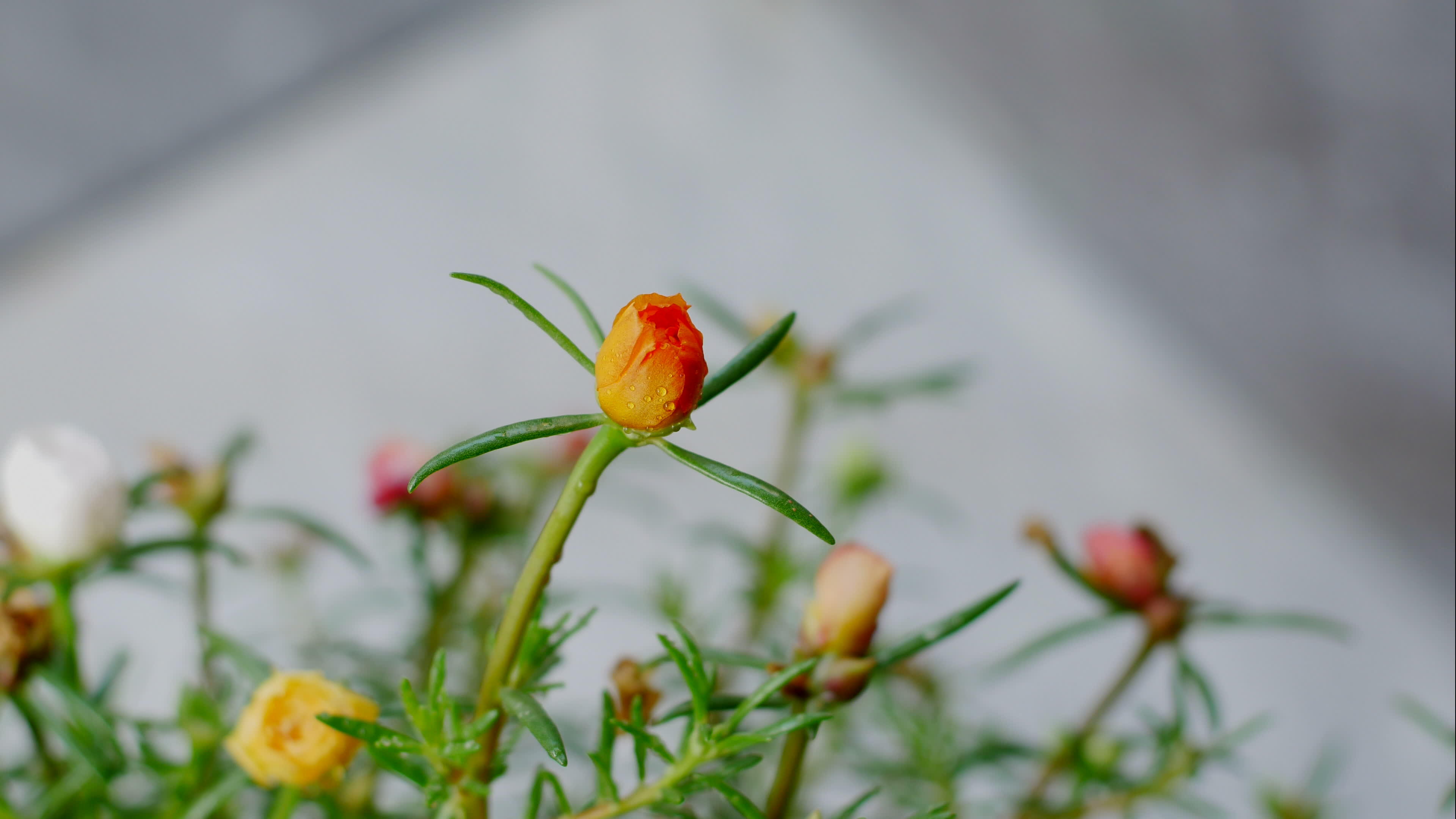 Beautiful flowers blooming in the morning. 2016017 Stock Video at Vecteezy