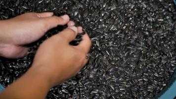 A Person Washes Sunflower Seeds with Hands video