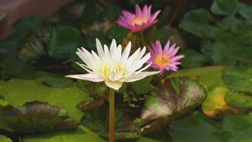 lotus dans l'étang video