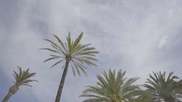 espanha ruas da cidade de ibiza praia e palmeiras video