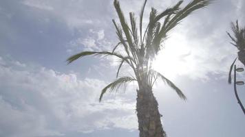 spanje, balearen, ibiza stadsstraten strand en palmbomen video