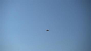 mouette volant dans le ciel video