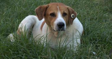 chien errant sur l'herbe video