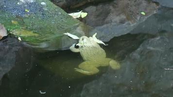 Frosch in einem Teich video