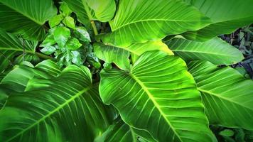 plantas ornamentales verdes meciéndose con un viento suave video