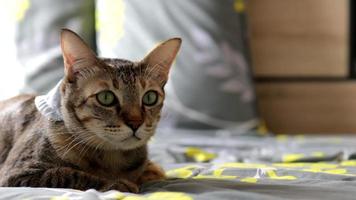 gullig brun thailändsk katt som ligger på sängen video