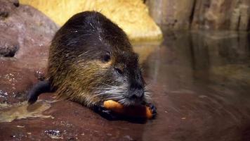 uma capivara está comendo uma cenoura video