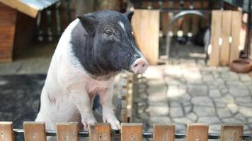 porco ao ar livre em uma fazenda. video