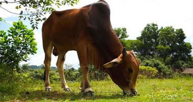 Vaca marrón comiendo hierba en un prado verde con vista al bosque video