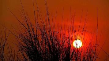 coucher de soleil sur la prairie avec la silhouette de l'herbe video