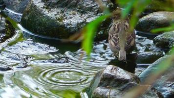 gorrión bañándose video