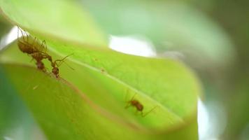 Fourmis rouges travaillant nid de tisserand avec des feuilles vertes sur la nature video