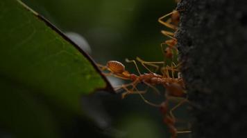 due formiche rosse stanno tirando le foglie.