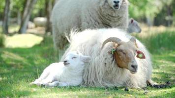 carino agnello che riposa contro sua madre video