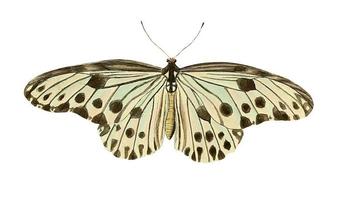 papillons insectes en animation en mode stop motion video