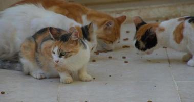 les chats mangent de la nourriture sur un sol en béton video