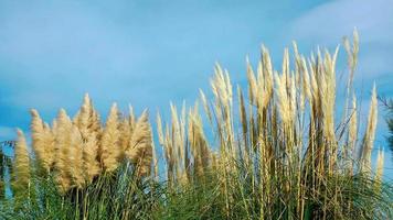 Schilf im Wind video