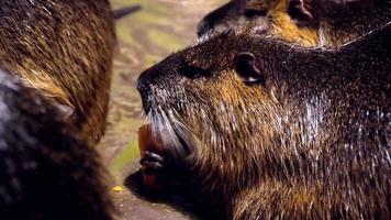Capybaras essen Karotten video